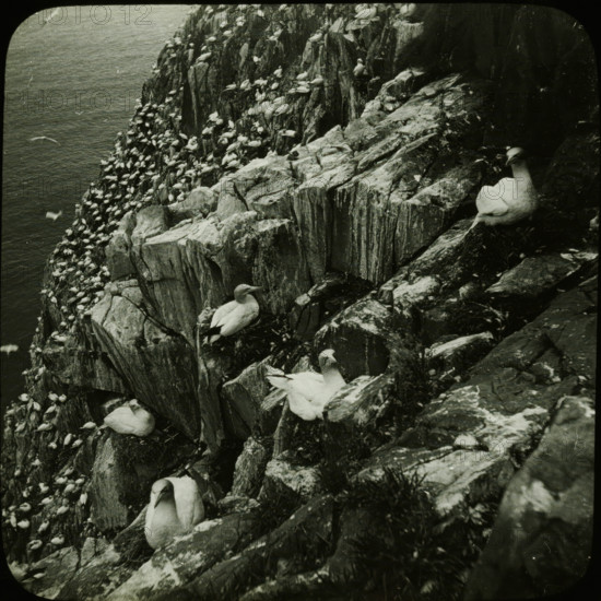 Colony of breeding seabirds on a rocky coast, stereoscopic photograph, number: '6', 1856 - 1890,