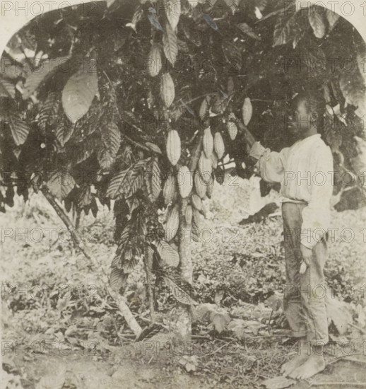 Picking Cocoa, Jamaica, Picker and cocoa tree in Jamaica, photomechanical print, stereograph,