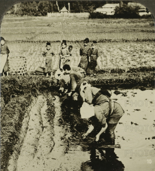 Field workers planting rice, Anpflanzung von Reis, Japan, stereograph, retailer's mark: 'MERKELBACH