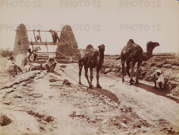 Dromedaries hauling water from a well in Tunisia, Tunisie, puits Arabe, photograph, number: '520',