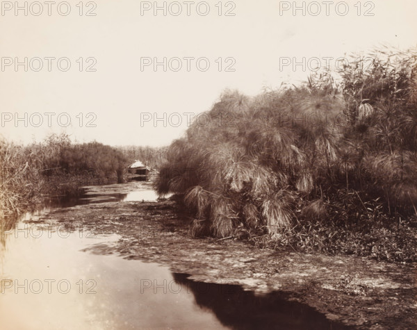 Il Fiume Anapo e il papiro (Siracusa), Rowing boat on the river Anapo near Syracuse, Italy,