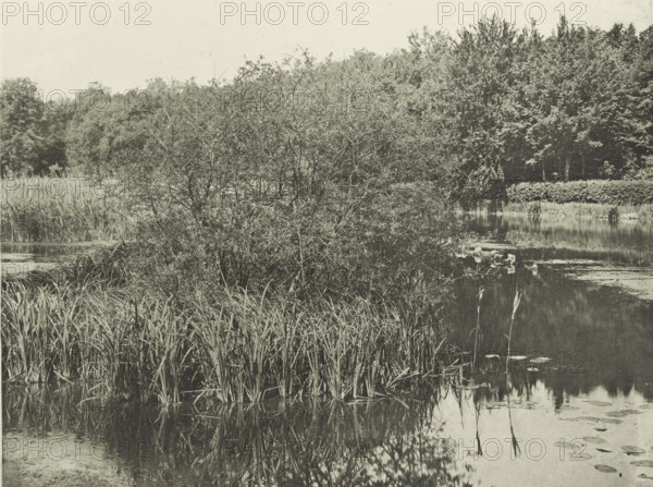 Plants at Lake Commelles, Étang de Commelles, photomechanical print, photographer: José Dubouloz,