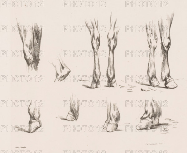 Eight studies of horse legs and hooves, Horse Studies from life, print, Series number, 2, 10, Part