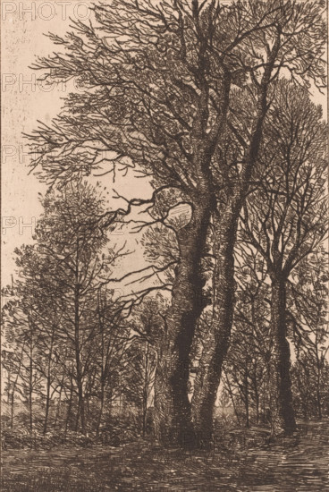 Group of trees, print, printmaker: Emile de Baré (signed by artist), 1865 - 1902, paper, etching,