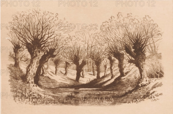 Pollarded willows around a pond, print, mark: 'Antwerpsche Etsers 1880', printmaker: Armand Collard
