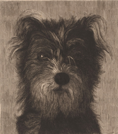 Head of a dog, print, inscription: '3em etat', printmaker: Eugène Cosyns (signed by artist), after