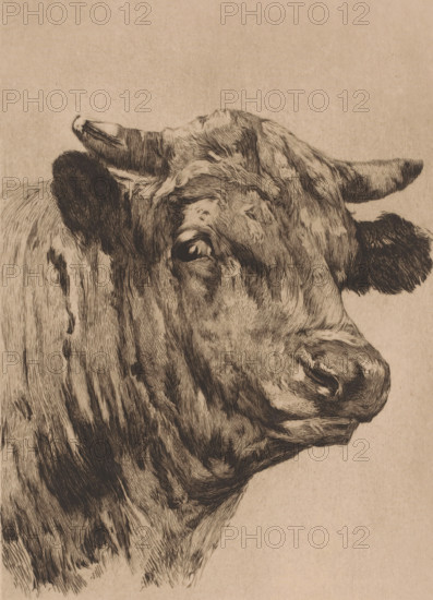 Tête de taureau, Head of a bull, print, annotation: '1e état, tiré à 3 exemplaires', printmaker: