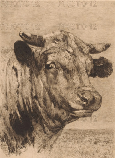 Tête de taureau, Head of a bull, print, annotation: 'dernier état', printmaker: Auguste Danse
