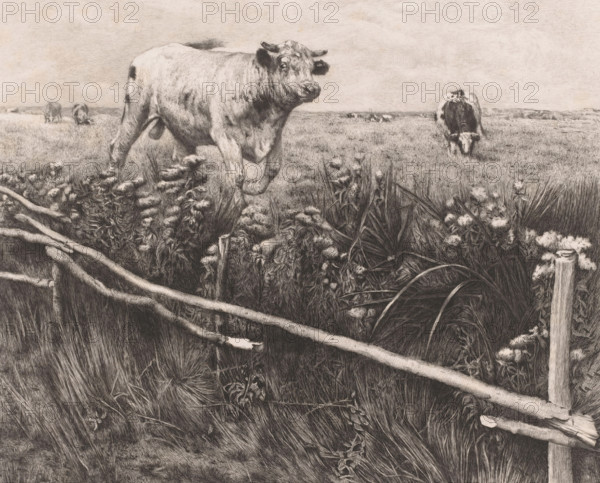 Cows and a bull in the meadow, Les eupatoires, print, annotation: 'dernier état', printmaker: