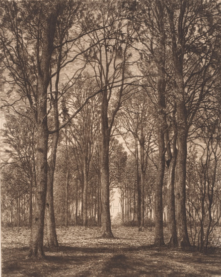 Landscape with trees, print, printmaker: Alfred Elsen, 1878, paper, chine collé, etching, intaglio