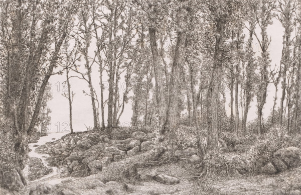 Forest view with a stream on the left, print, inscription: '1e etat unique', printmaker: Alfred