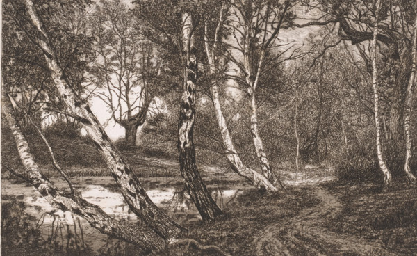 Landscape with birches along a bank, print, inscription: '3e etat unique', printmaker: Alfred