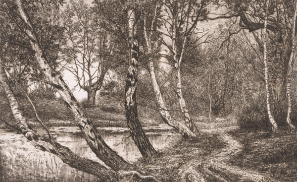 Landscape with birch trees along a bank, print, inscription: '5e etat', printmaker: Alfred Elsen,