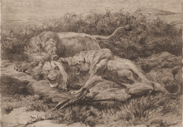 Two lions fighting over an antelope, print, annotation: '1st proof', printmaker: Eugène Van Hove