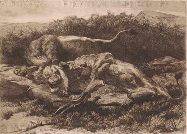 Two lions fighting over an antelope, print, printmaker: Eugène Van Hove (signed by artist), 1879 -