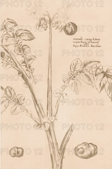 Flowering potato plant, print, annotation: 'Taratoufli à Philipp de Siury, acceptum Viennae 26