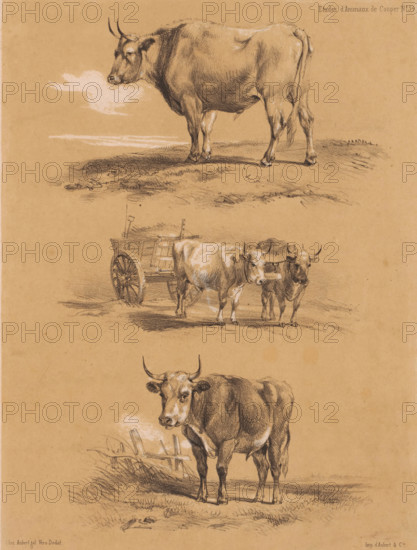 Three studies of oxen and ox cart, Animal studies by Cooper, Études d'Animaux de Cooper, print,