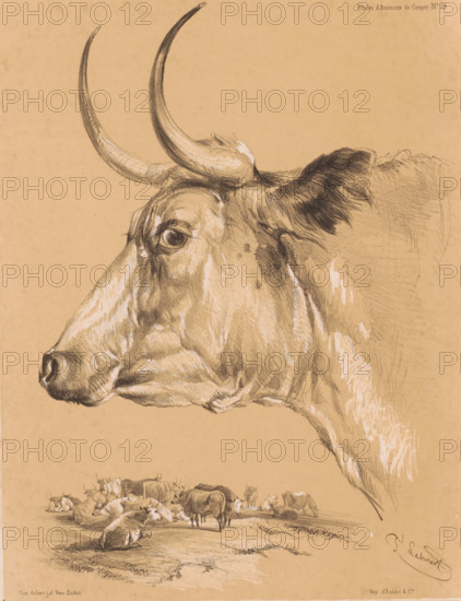 Study of a bovine animal, Animal studies by Cooper, Études d'Animaux de Cooper, print, Series