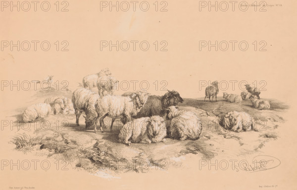 Study of a flock of sheep, Animal studies by Cooper, Études d'Animaux de Cooper, print, Series