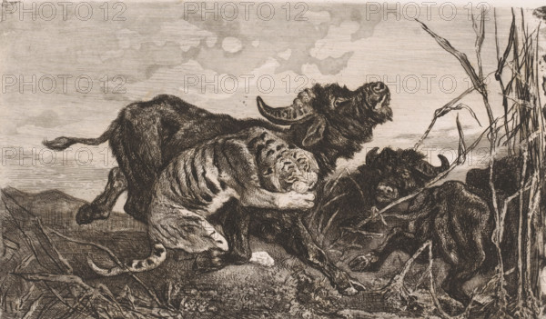 Buffaloes attacked by a tiger, print, printmaker: Charles Verlat, 1868, paper, etching, drypoint,