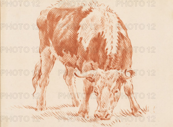 Grazing ox, print, The print is loose in an album, see pages 126-128., inscription: 'J. Cootwijk,