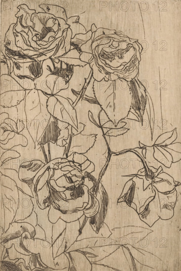 Roses (original title), print, printmaker: Floris Verster (signed by artist), 1891, paper, etching,