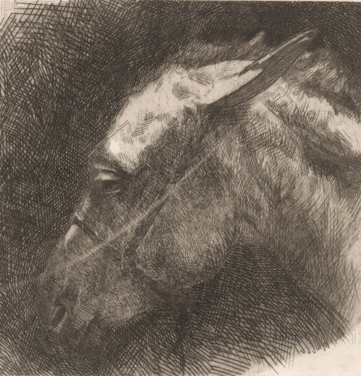 Head of a mule, print, printmaker: Maurits van der Valk, 1867 - 1935, paper, etching, drypoint,