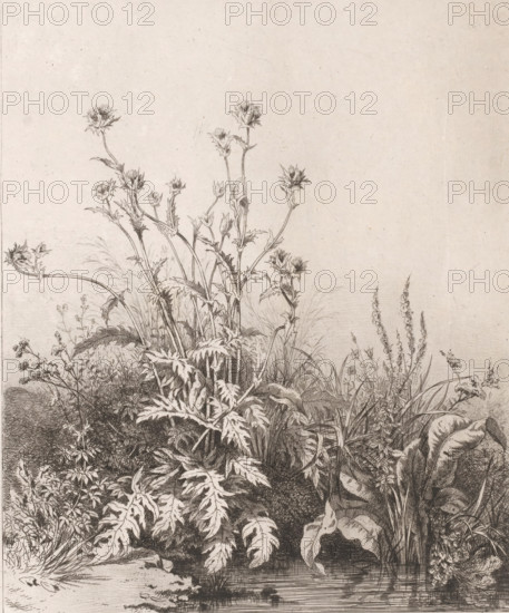 Pool with thistle, Chardon aquatique., Suite de six plantes, print, Series number, 1, 6,