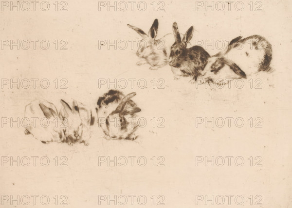 Six rabbits, print, printmaker: Norbert Goeneutte (signed by artist), 1889, paper, drypoint,