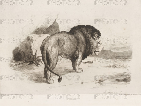 Un vieux lion, Lion, L'eau-forte en 1874, French etching from 1874, print, Series number, 14, 30,