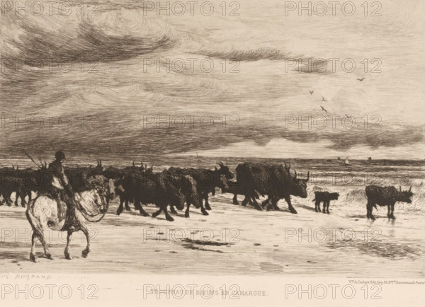 Herd of cattle, Troupeau de boeufs en Camargue, French etchings from 1879, L'eau-forte en 1879,
