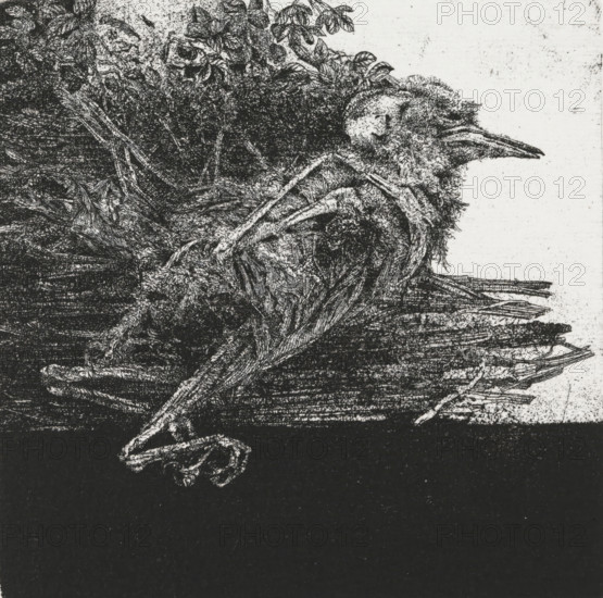 Dead bird, print, Dead, decomposing bird., signature: 'KEES STOOP', edition: '2, 30', printmaker: