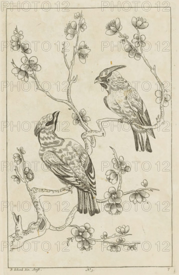 Two birds on a blossoming branch, Chinese women, flowers and birds, print, album page, ornamental