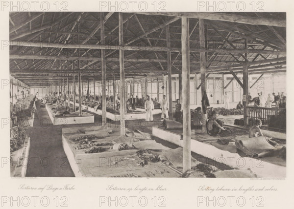 Sorting by length and color, Sorting barn of a tobacco plantation on Sumatra, photomechanical