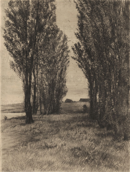 Meadow landscape with poplars, print, printmaker: Peter von Halm, 1896, paper, drypoint, intaglio