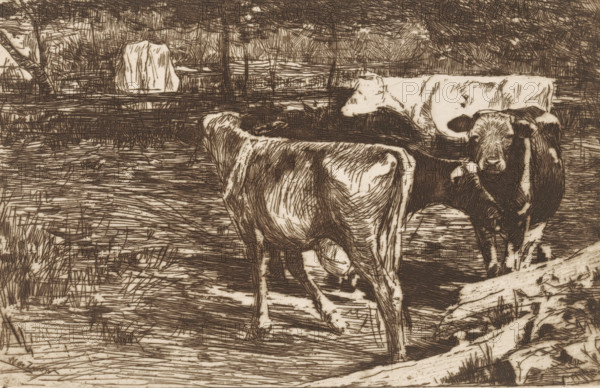 Four cows in a meadow, Melkbocht (original title), print, printmaker: Willem de Zwart, c. 1885,