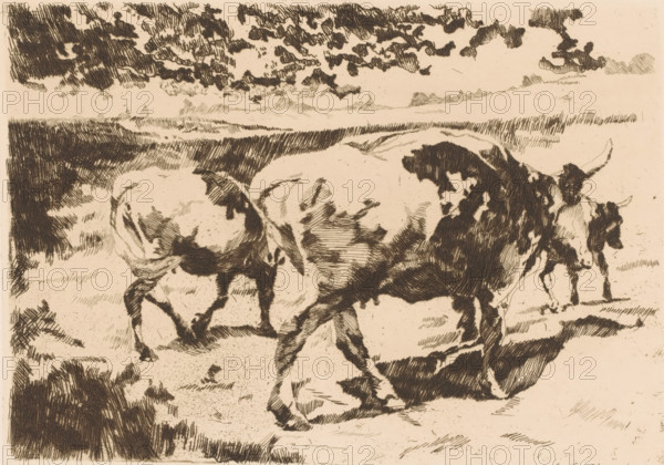 Cattle in the meadow, print, printmaker: Adolf Eduard Herstein (signed by artist), 1879 - 1932,