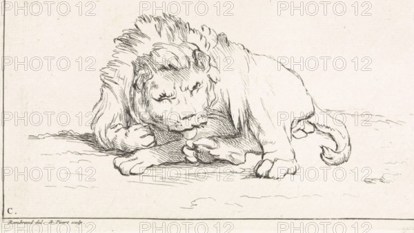 Lying lion, Receuïl de Lions, print, book illustration, A lion lies on the grass. He seems to be