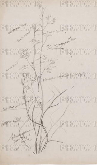 Sketch of an aquatic plant, drawing, draftsman (artist): Gerrit Willem Dijsselhof, 1876 - 1924,