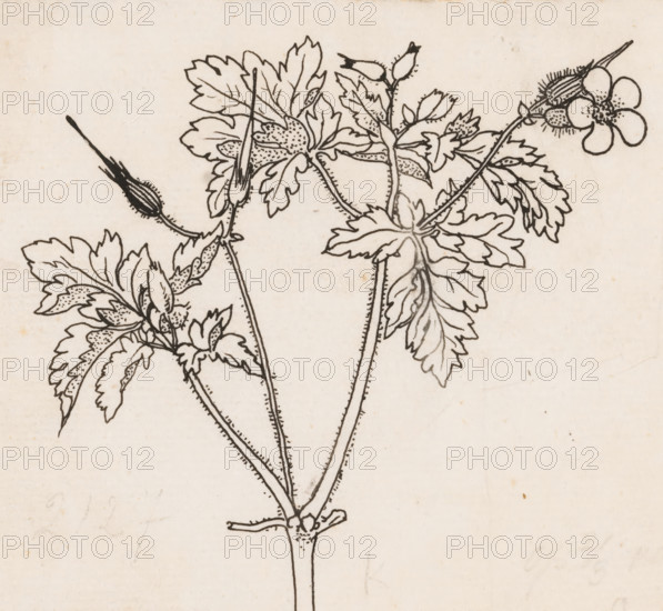 Stork's bill, drawing, book illustration (design), :, draftsman (artist): Willem Wenckebach, in or