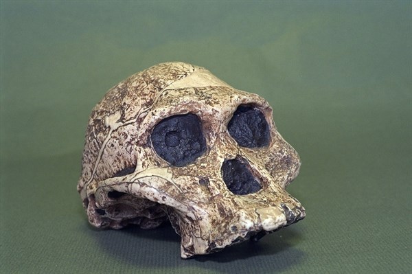 CRANE DE AFRICANUS PLESIANTHROPE