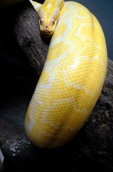 THAILANDE ANIMAUX ALBINOS