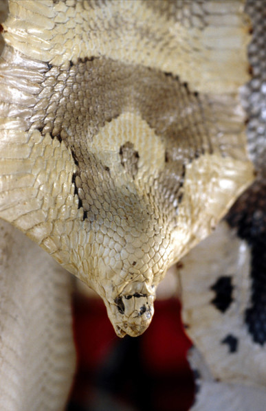 THAILANDE ANIMAUX ALBINOS