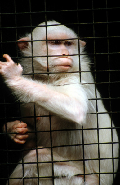 THAILANDE ANIMAUX ALBINOS