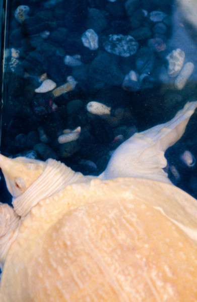 THAILANDE ANIMAUX ALBINOS