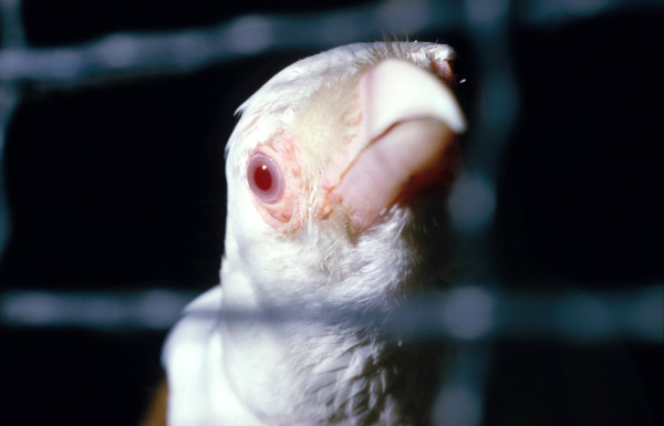 THAILANDE ANIMAUX ALBINOS