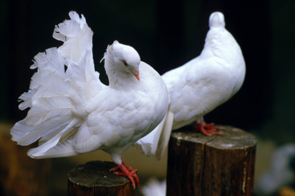 THAILANDE ANIMAUX ALBINOS