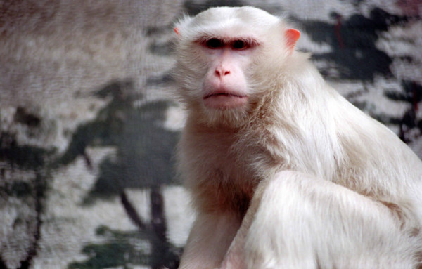 THAILANDE ANIMAUX ALBINOS