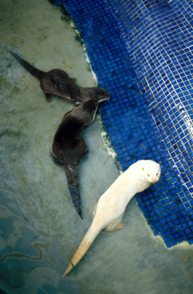 THAILANDE ANIMAUX ALBINOS