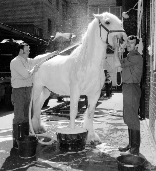 Préparation du cheval royal Horsa pour le Jubilé de la reine Elisabeth II